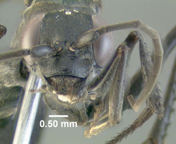 Media type: image;   Entomology 600324 Aspect: head frontal view